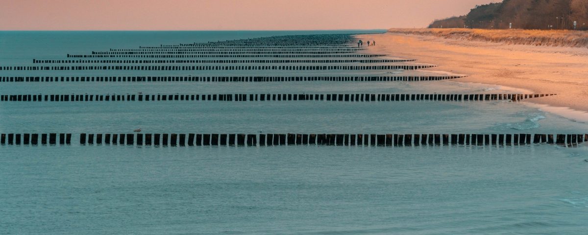 Wurzeln der Menschheit